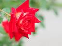 Belinda rose photo