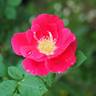 Red Coat rose photo