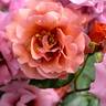 Espresso rose photo