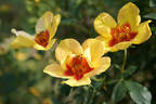 Tiger Eyes rose photo