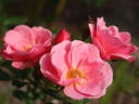 Monticello Cover rose photo
