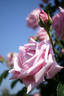 Hagoromo rose photo