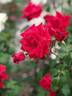 Heat rose photo