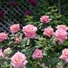 Bonsoir rose photo