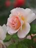 Pray rose photo