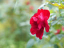 Ragazzina rose photo
