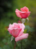 Carolyn rose photo
