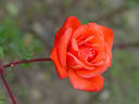 Toni Lander rose photo