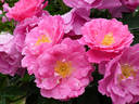 Baroque Floorshow rose photo