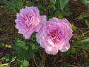 Admirable rose photo