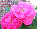 Jules Margottin rose photo