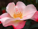 Kotone rose photo