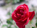 Baron Palm rose photo