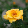 Ray of Sunshine rose photo