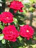 Herz Ass, Cl. rose photo