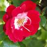 Iroha rose photo