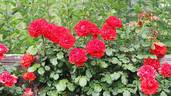 Olé, Cl. ™ rose photo