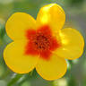 Afghan Girl rose photo