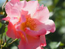First Light rose photo