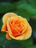 Star Chaser rose photo