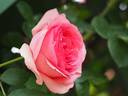 History, Cl. rose photo