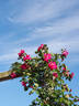 Floralies Valenciennoises rose photo
