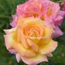 Mr. Chips rose photo