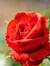 Ali-Baba rose photo