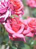 Ami René Badel rose photo