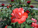 Annie Girardot rose photo
