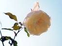 Mrs. Campbell Hall rose photo