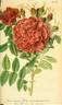 Kaiserin des Nordens rose photo