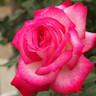 Seika, Cl. rose photo