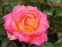 Sassy Lassy rose photo