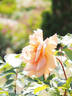 Apricot Silk rose photo