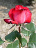 Birthday Candle rose photo