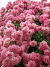 Bibiché, Cl. rose photo