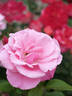 Pink Bountiful rose photo