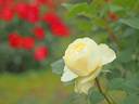 Creamy Eden rose photo