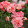 Liverpool Echo rose photo