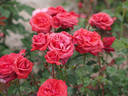 Belle Créole rose photo