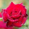 Horstmann's Bergfeuer rose photo