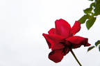 John Waterer rose photo