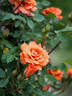 Teddy Bear, Cl. rose photo