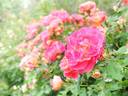 Harukaze rose photo