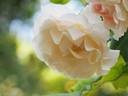 French Lace, Cl. rose photo