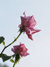 Madame Violet, Cl. rose photo