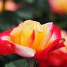 Eiko rose photo