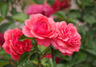 The Pink Professor rose photo