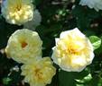 Bamako rose photo